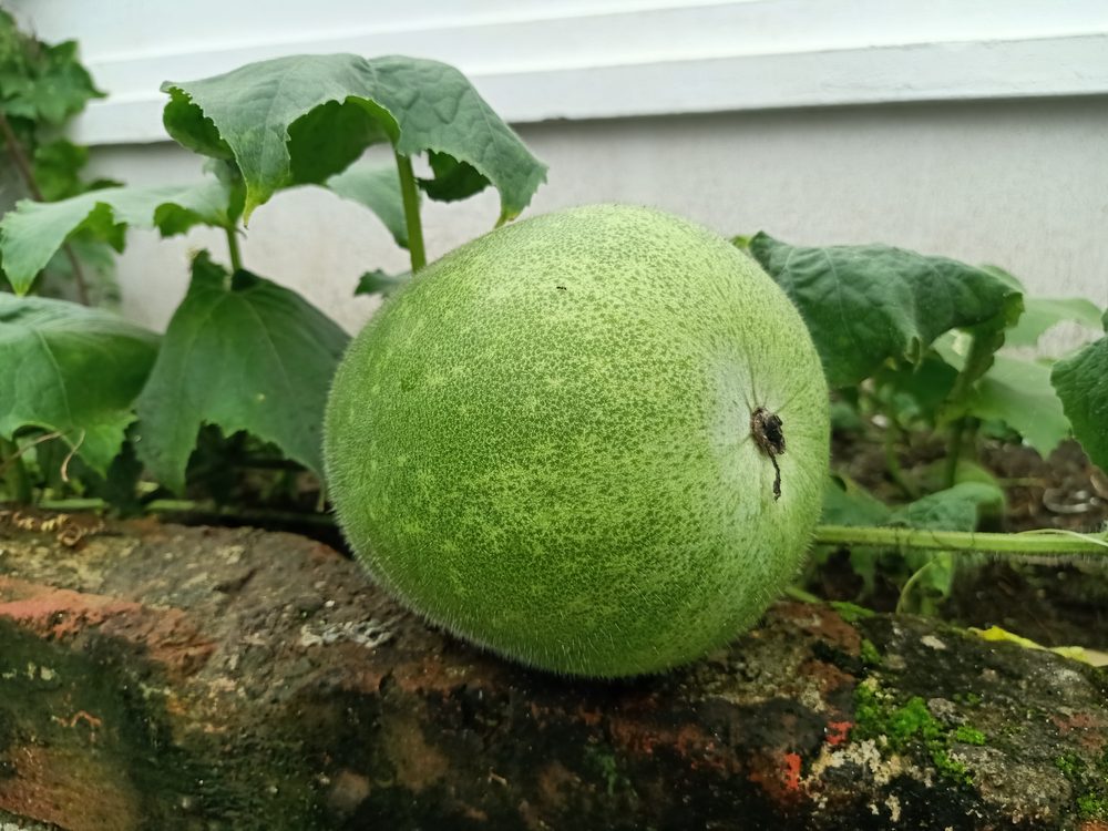 Waxgourd