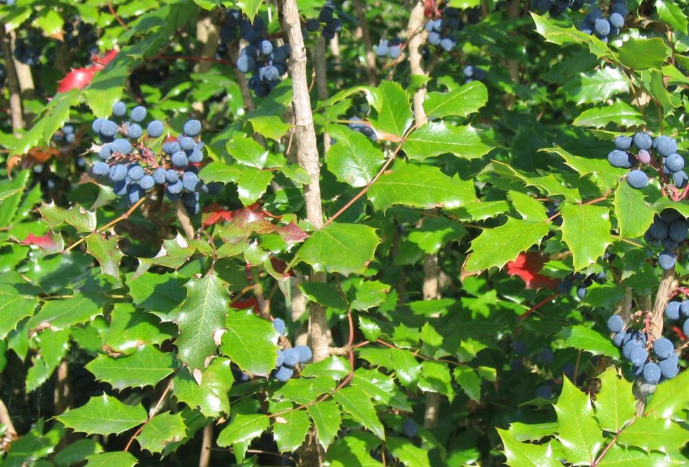 Blue Barberry