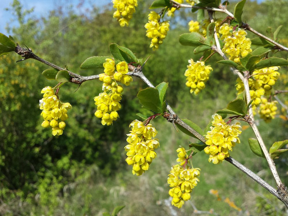 Barberry