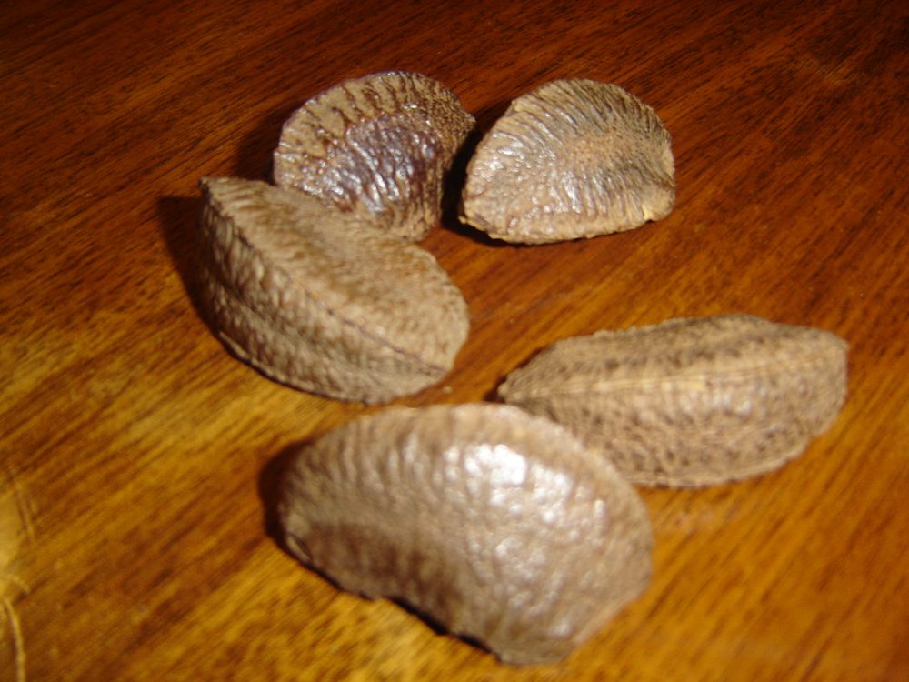 Brazilnut