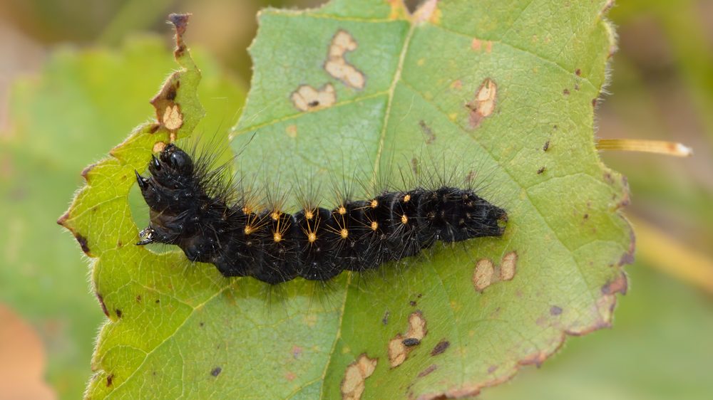 Betula alba