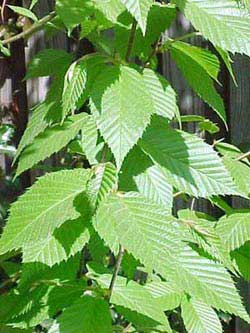 Betula alleghaniensis