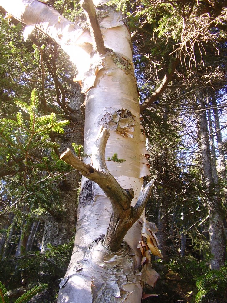 Betula cordifolia