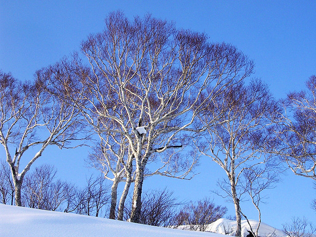 Betula ermanii