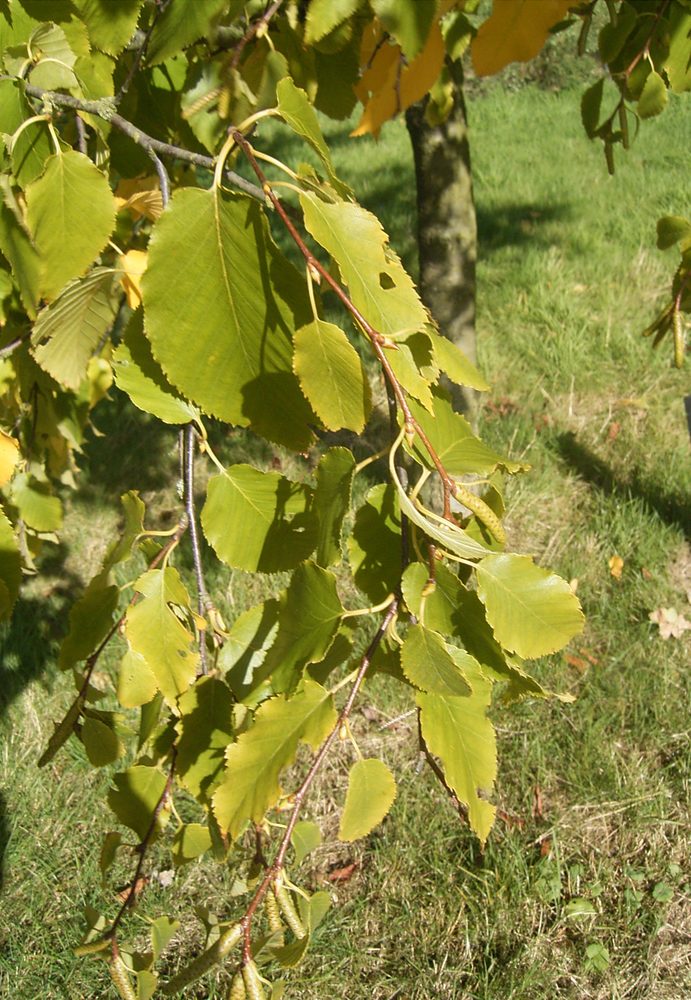Cherry Birch