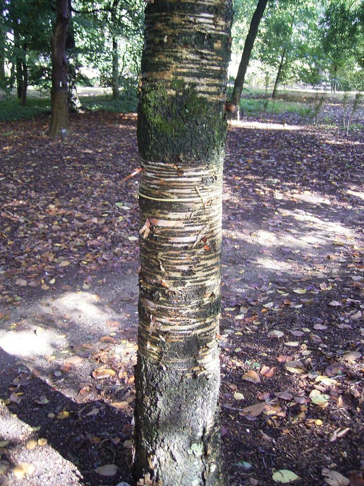 Betula maximowicziana