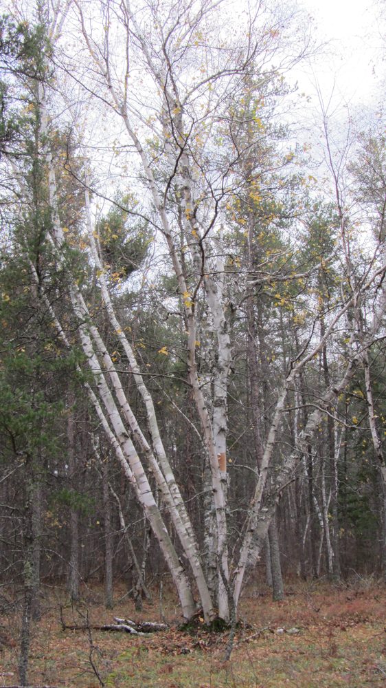 Betula papyrifera