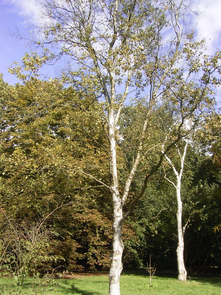 Betula platyphylla