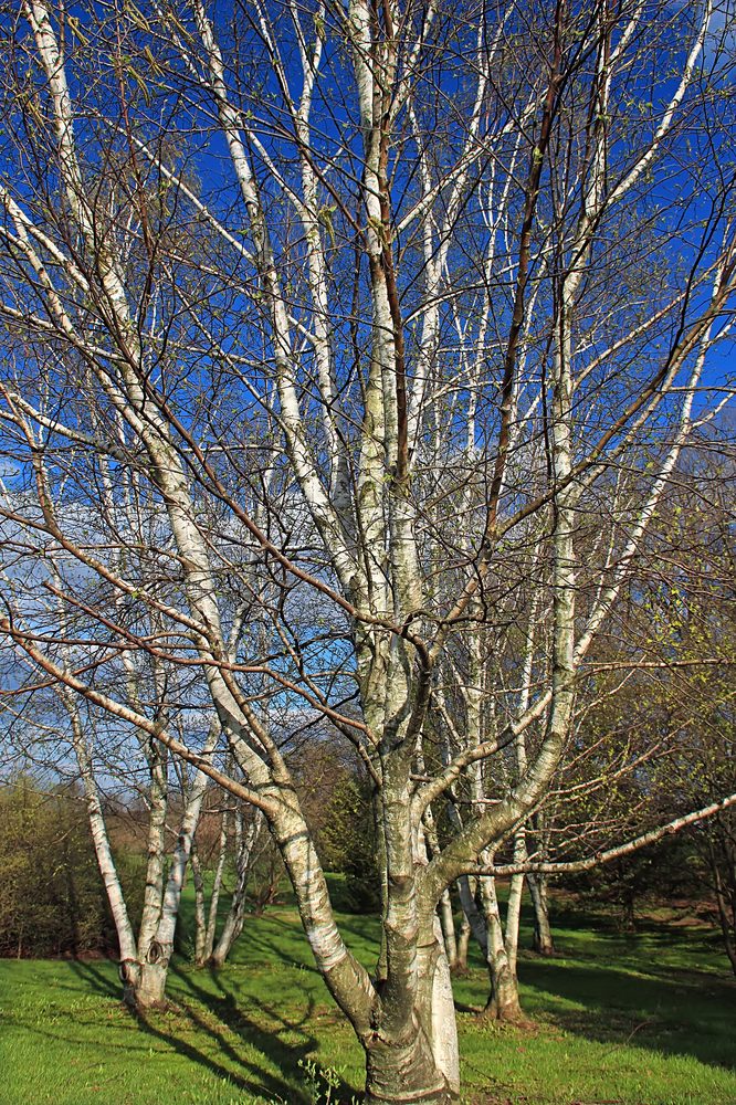 Betula populifolia