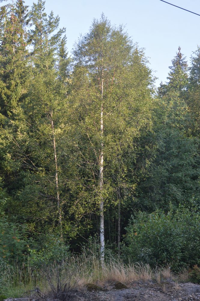 Betula sp.