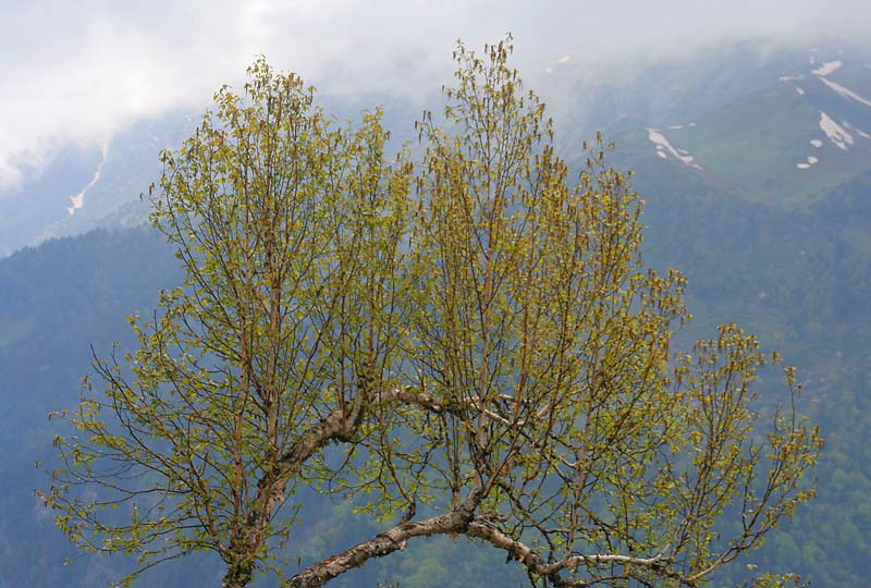 Betula utilis