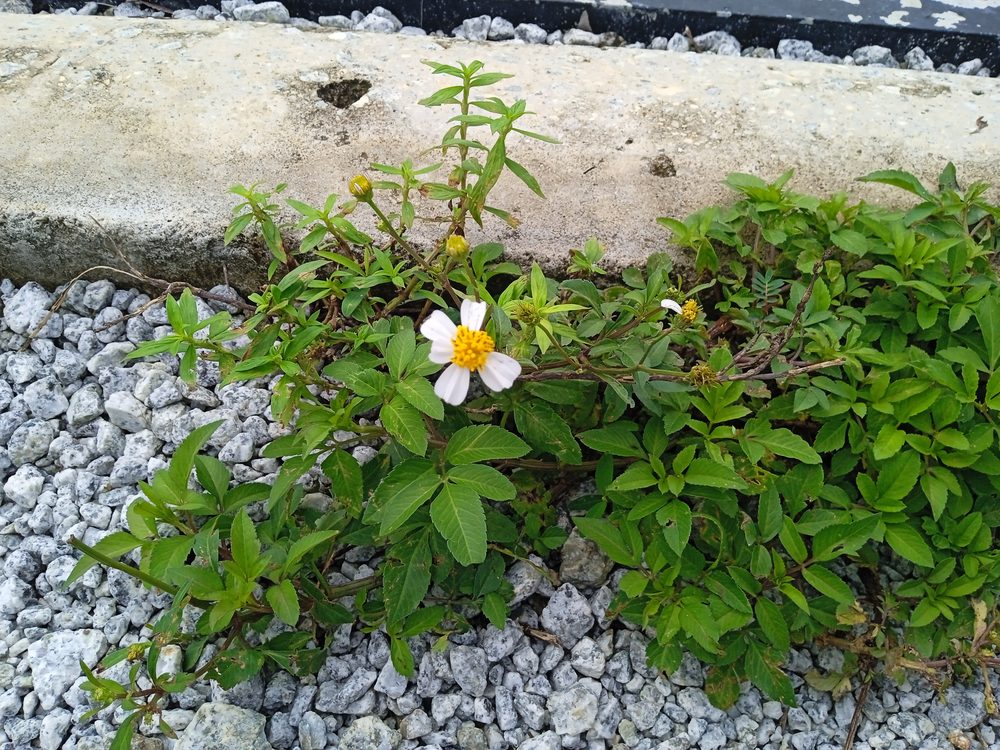Bidens pilosa