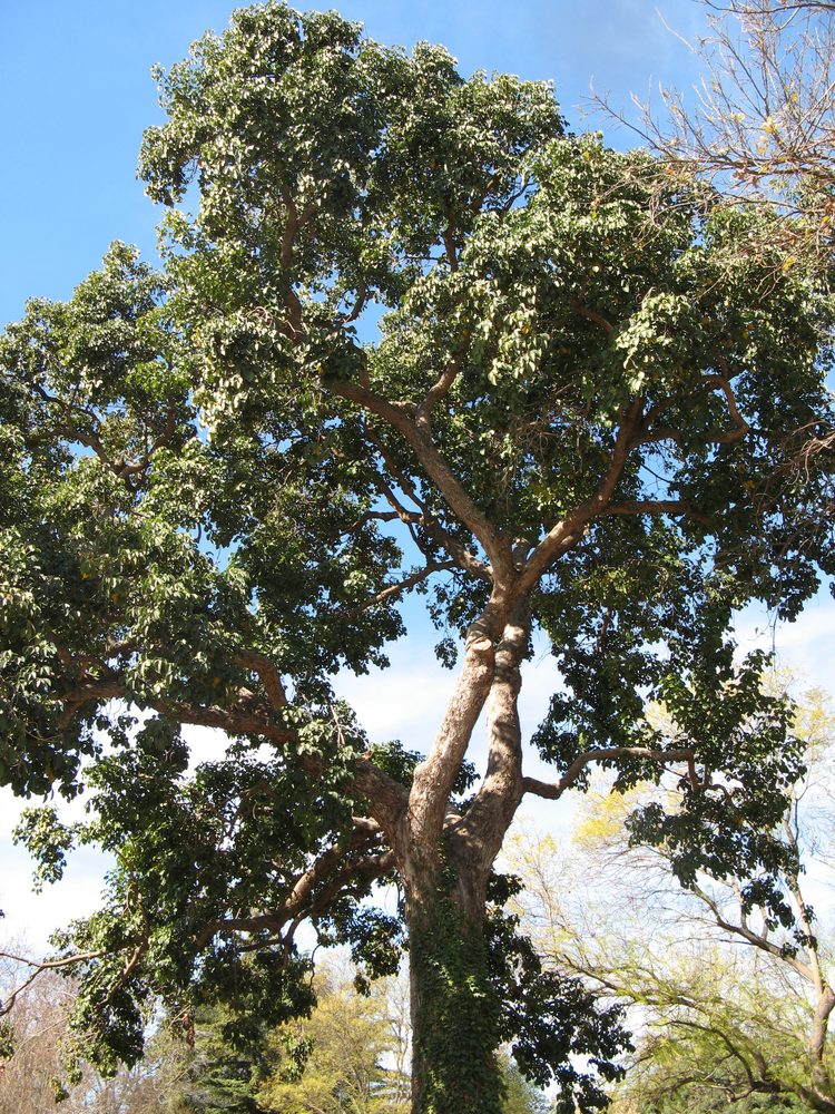 Bischofia javanica