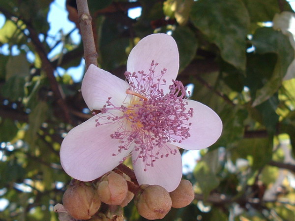 Achiote
