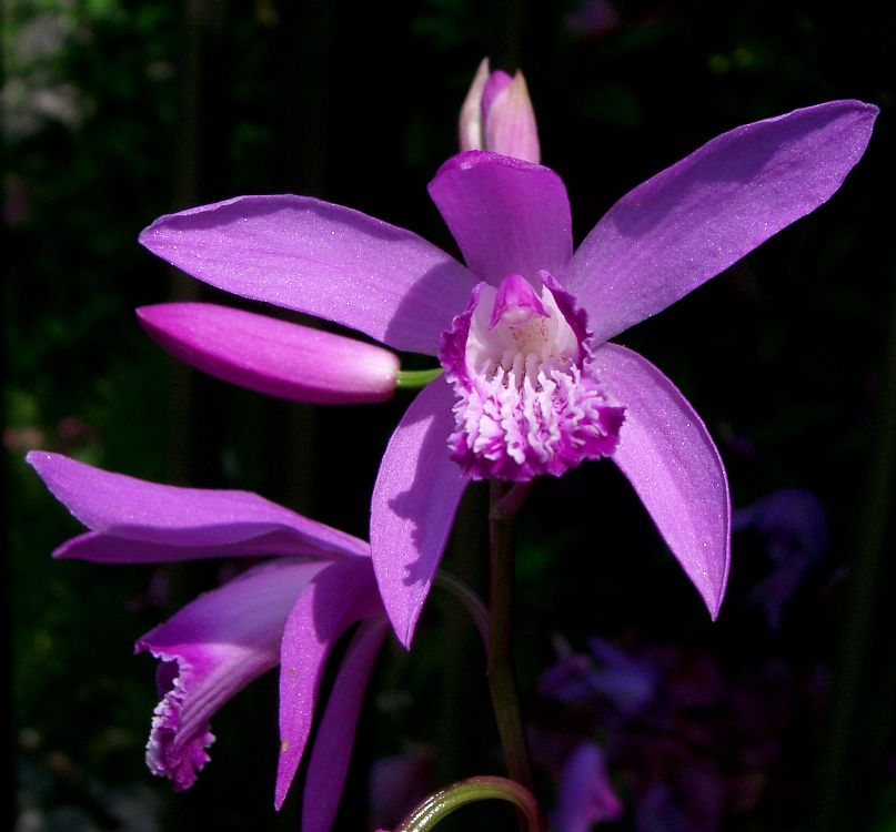Hyacinth Orchid