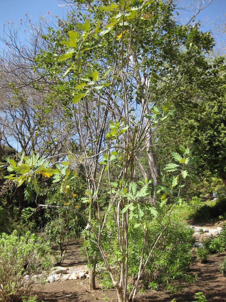 Tree Poppy