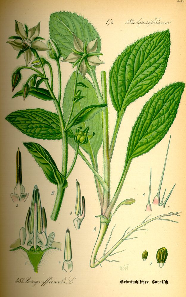 Borage