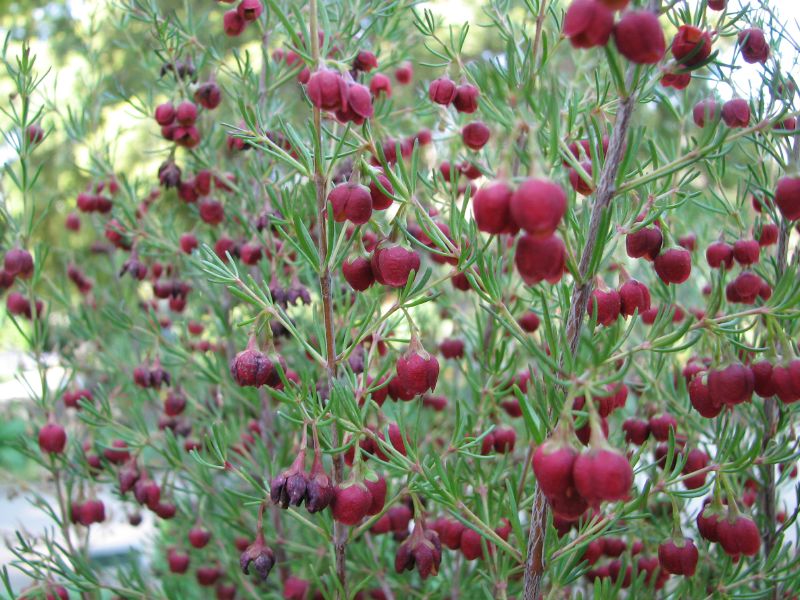 Scented Boronia