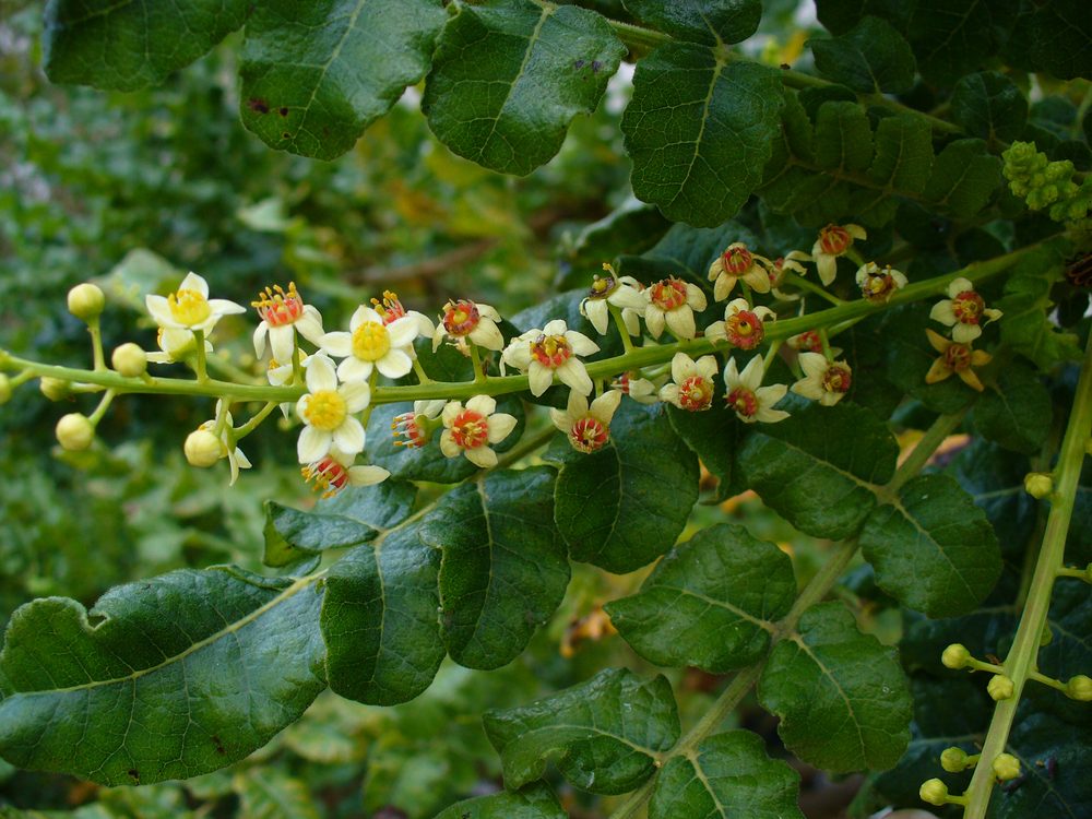 Olibanum