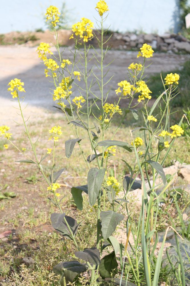 Mustard Greens