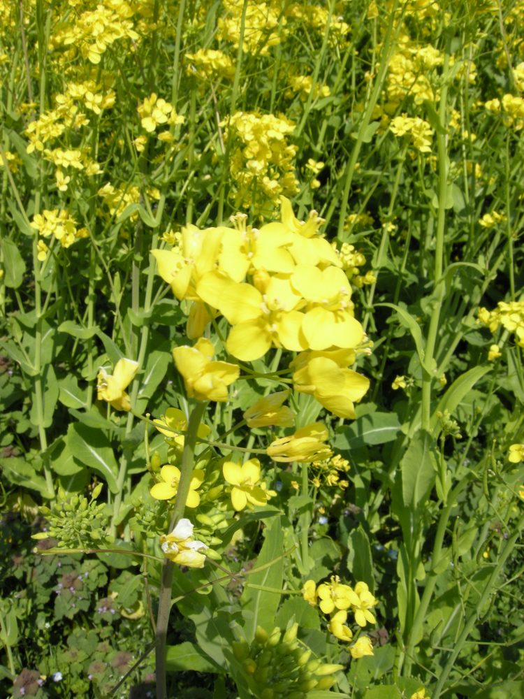 Canola