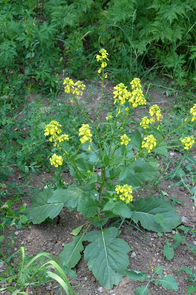 Black Mustard