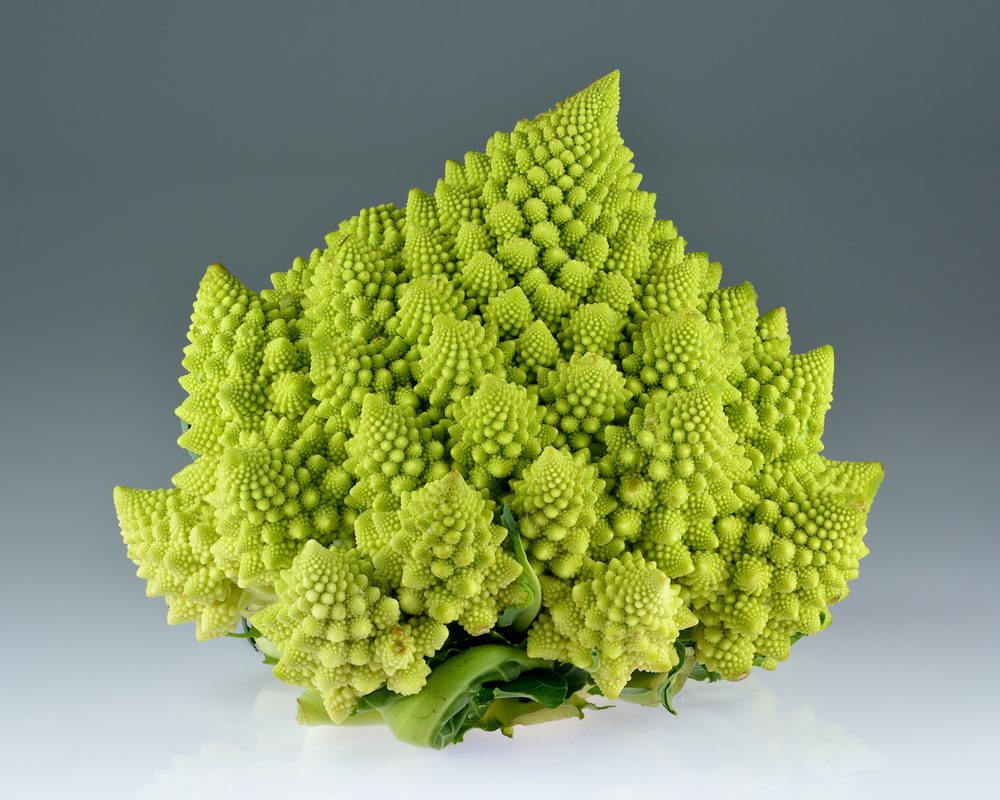 Cabbage