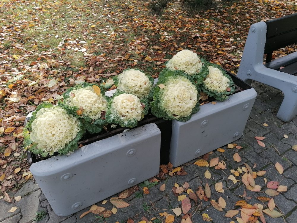Kale