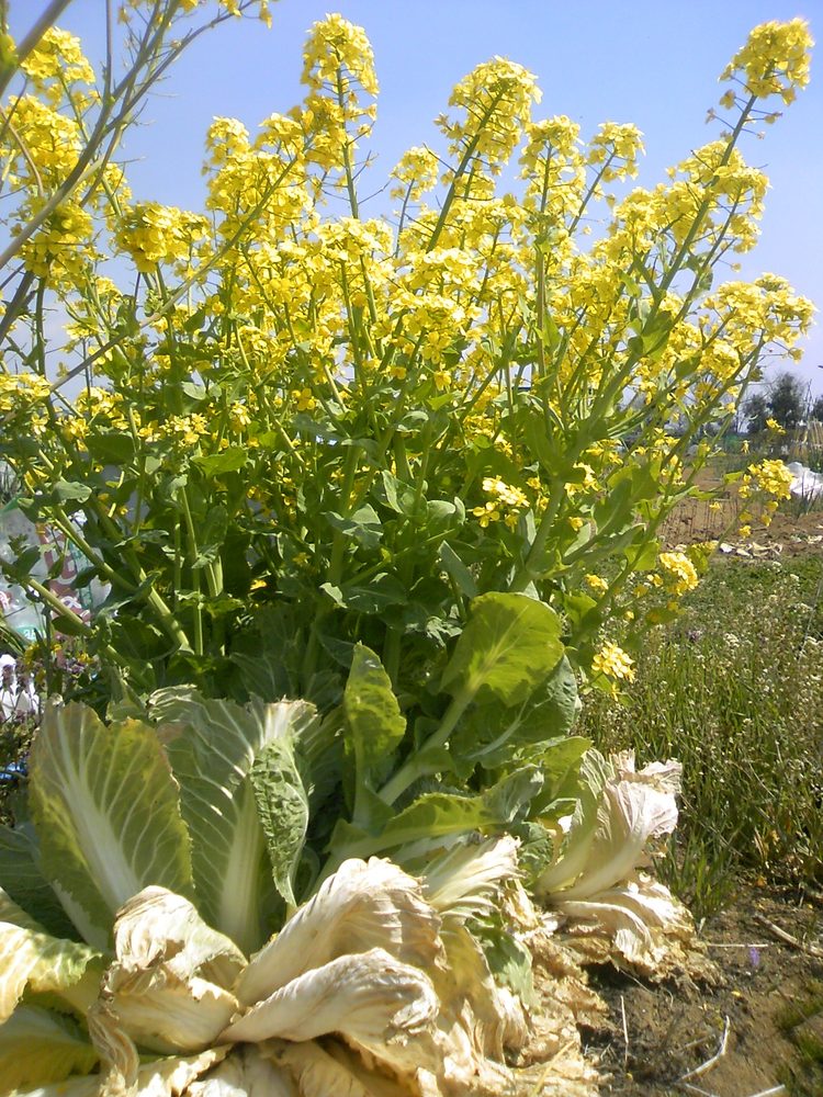 Chinese Cabbage