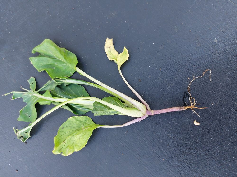 Pak-Choi