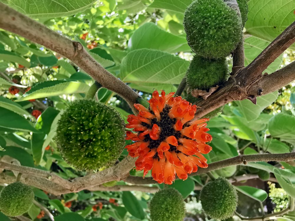 Paper Mulberry
