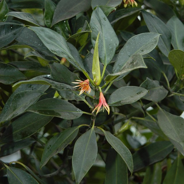 Bruguiera gymnorrhiza