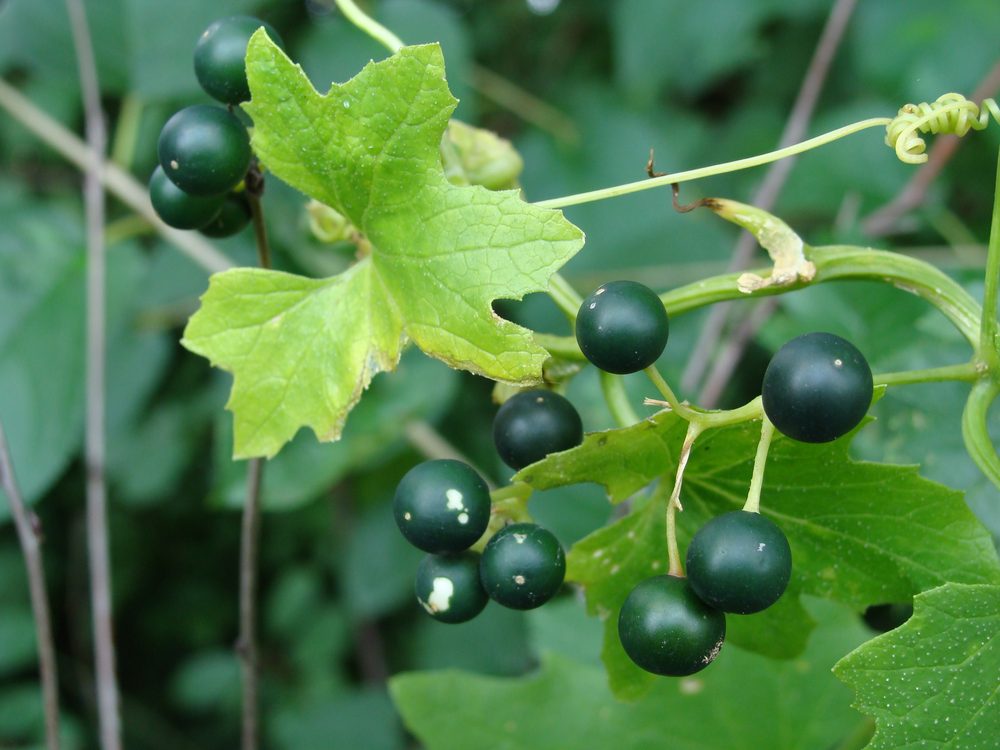 White Bryony