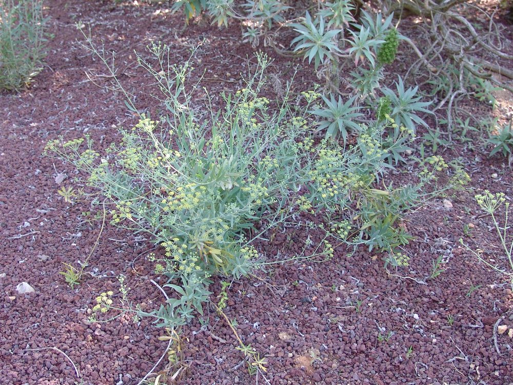 Bupleurum salicifolium