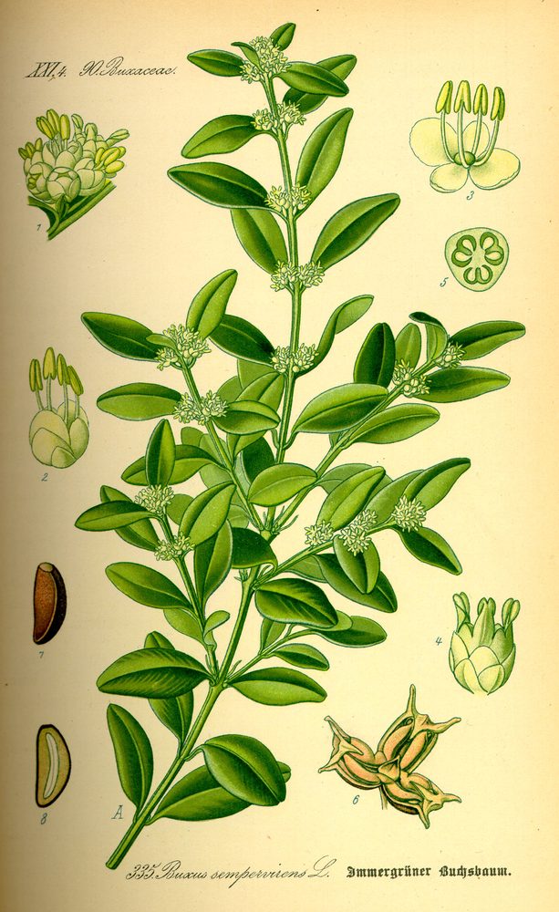 Boxwood
