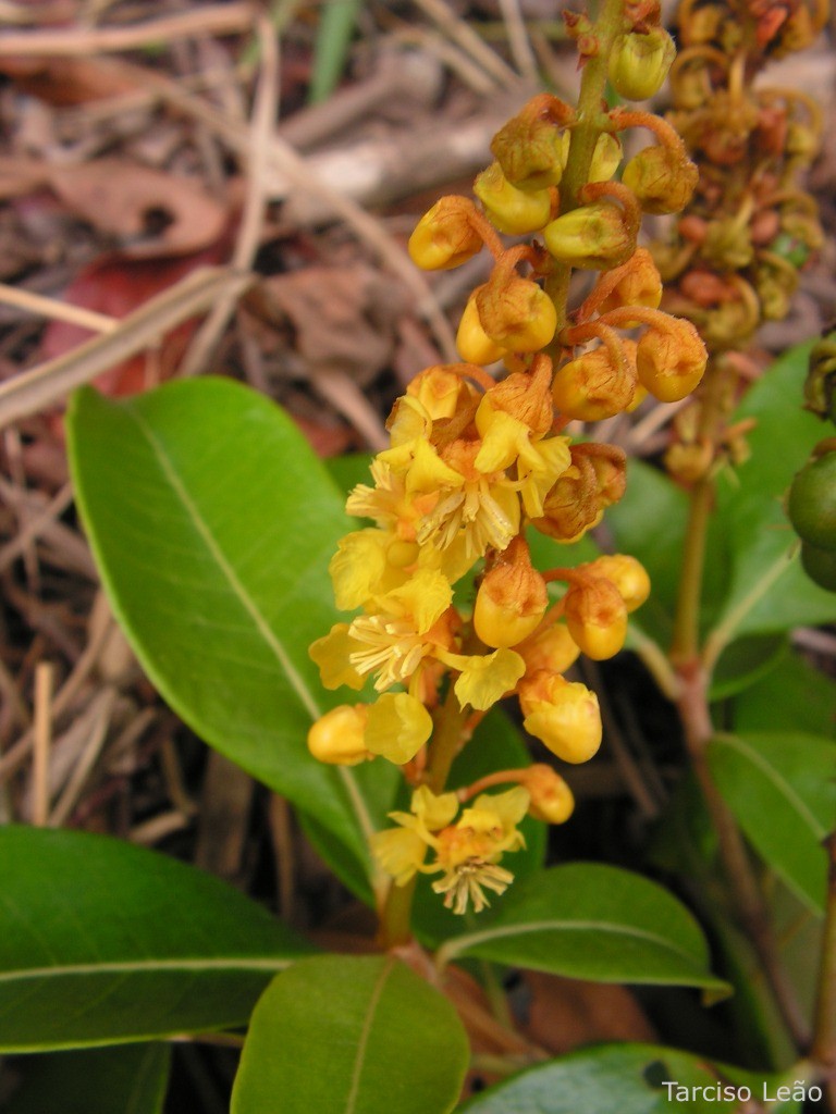 Byrsonima sericea