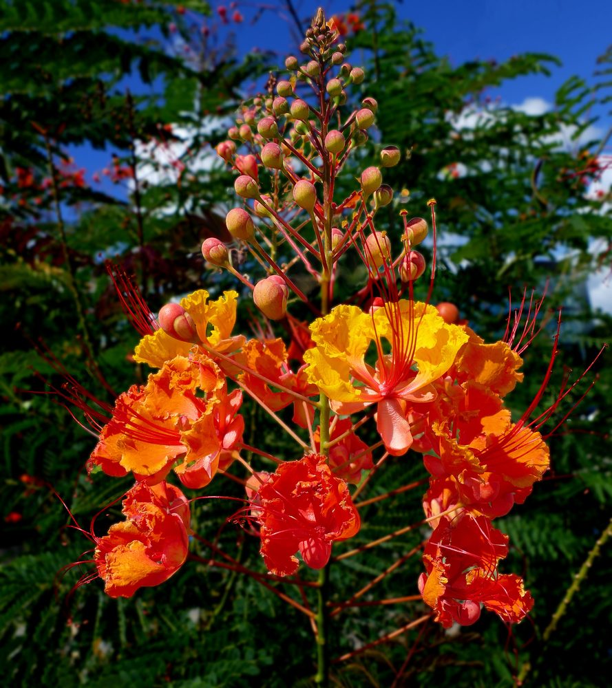 Bird Of Paradise