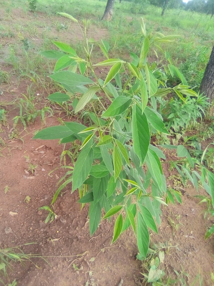 Pigeonpea
