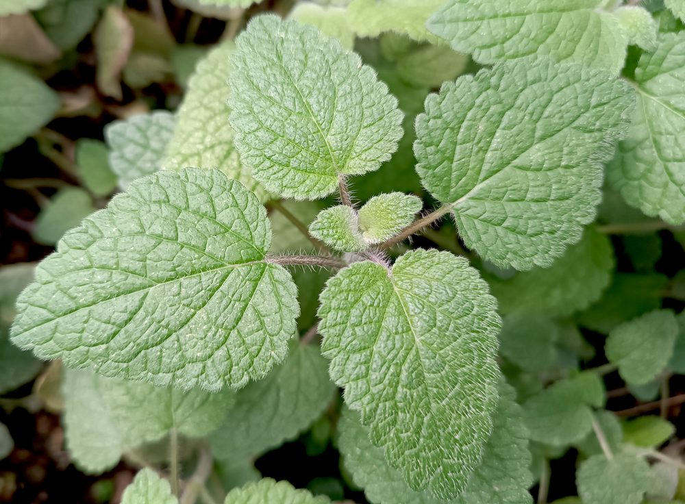 Turkish Calamint