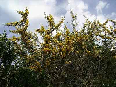 Calicotome spinosa