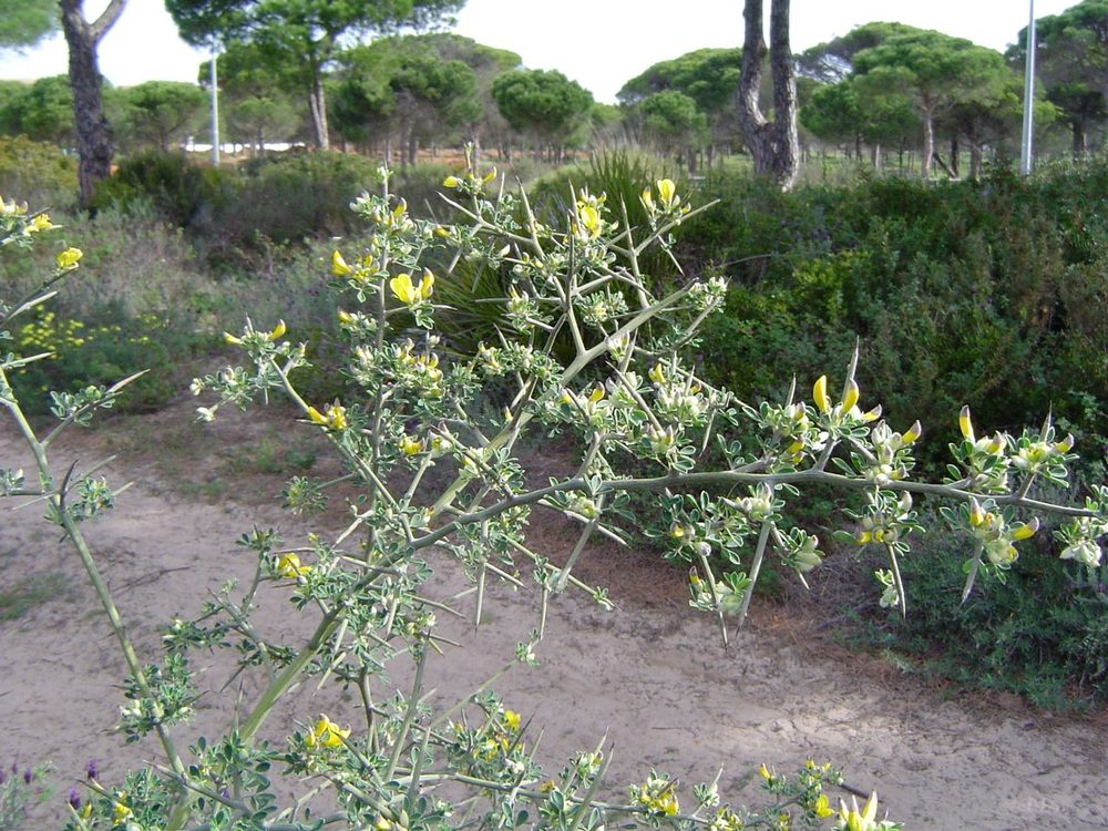 Calicotome villosa