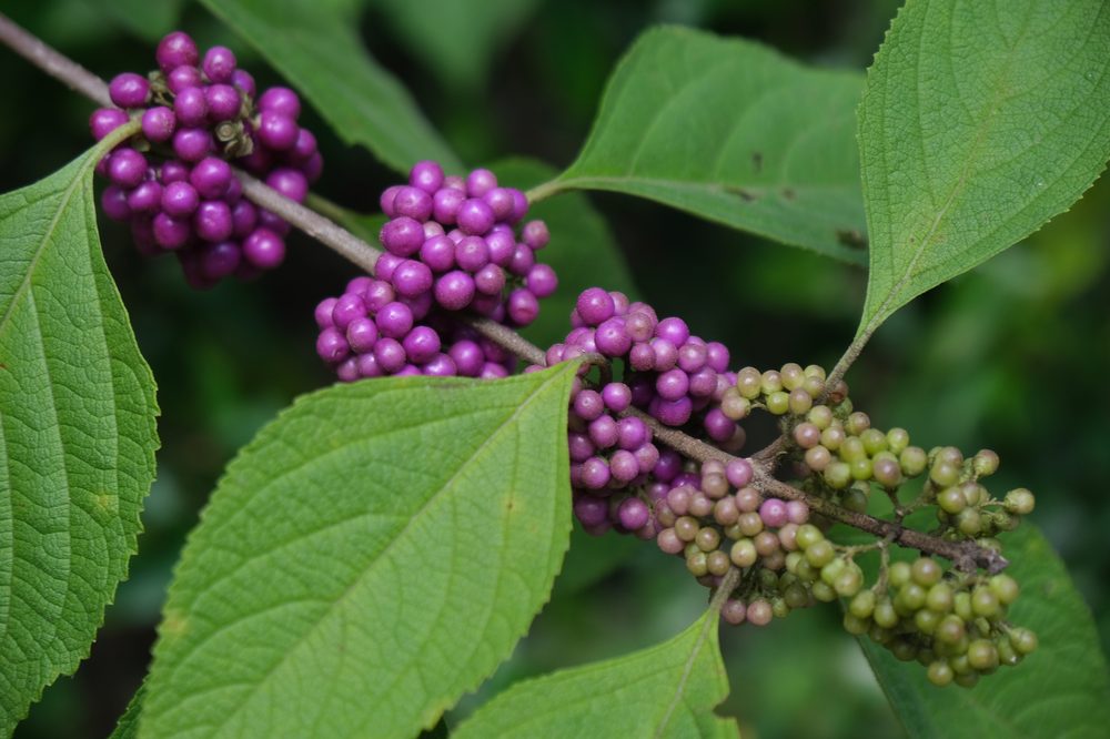 American Beauty Berry