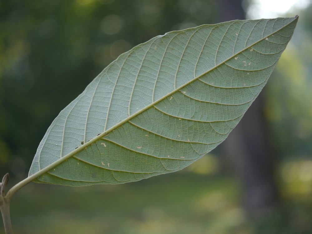 Callicarpa arborea