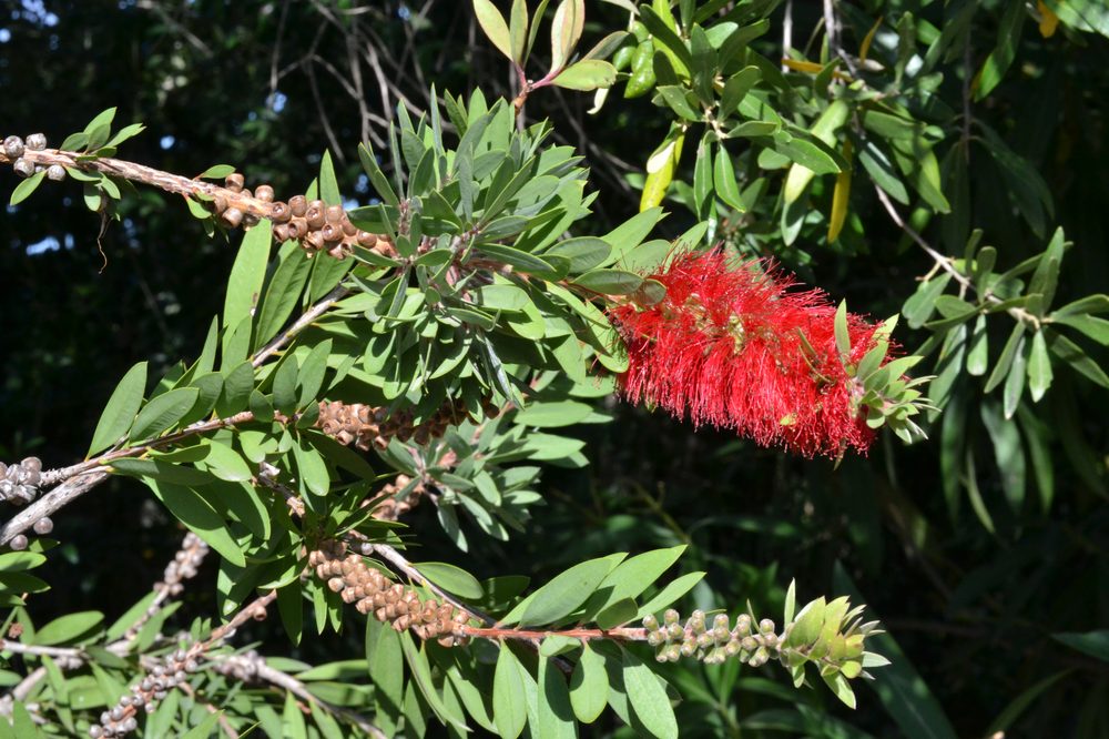 Callistemon lanceolatus