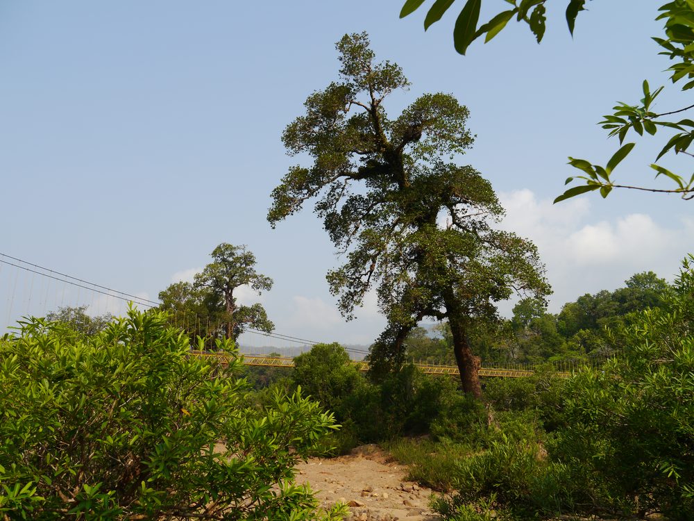 Calophyllum apetalum