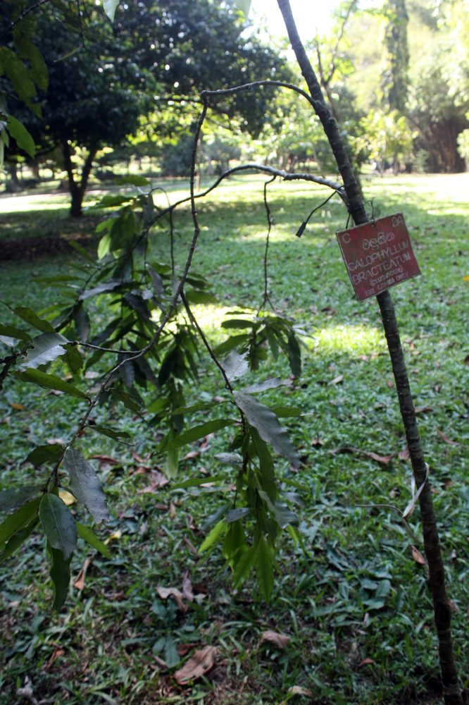Calophyllum bracteatum