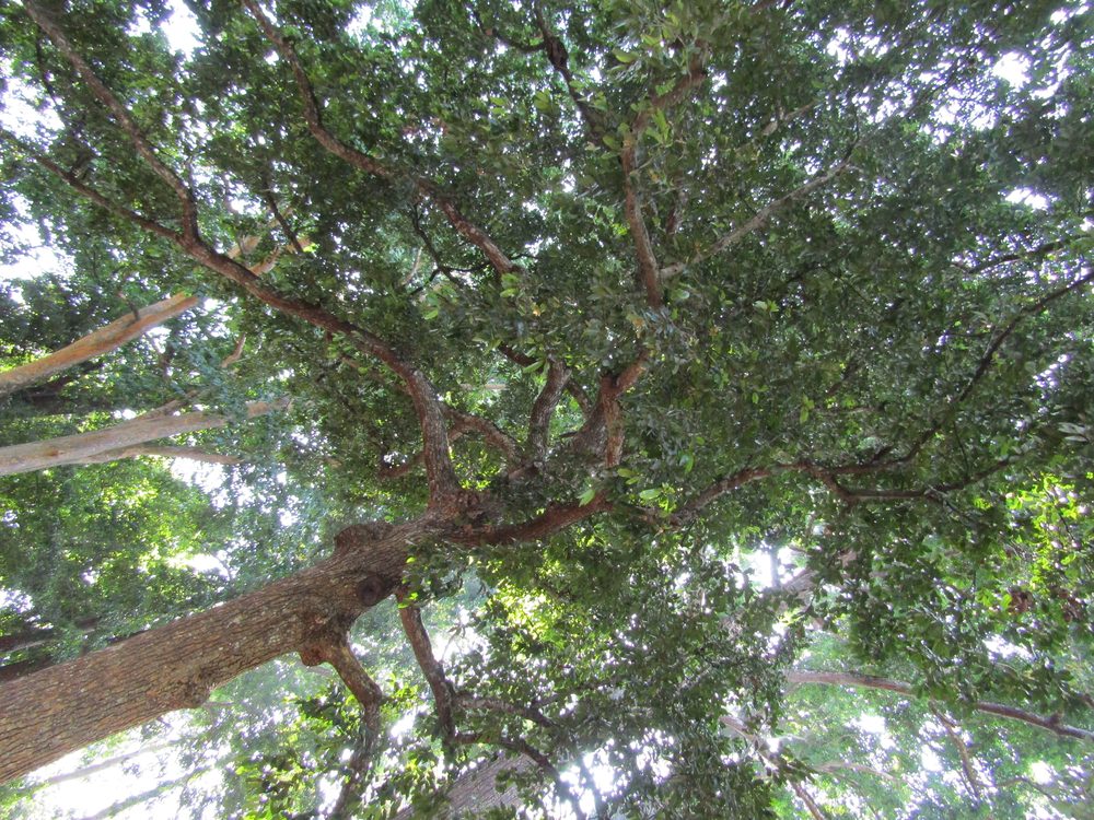 Calophyllum tomentosum