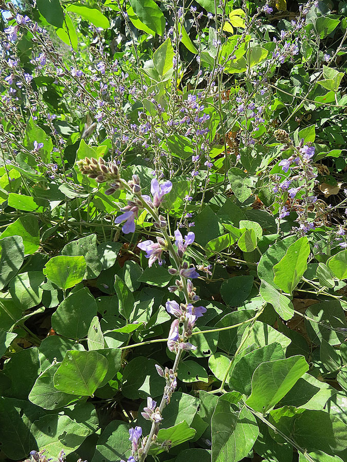 Calopogonium caeruleum