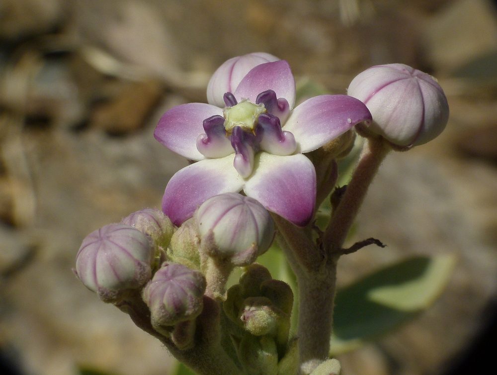 Giant Milkweed