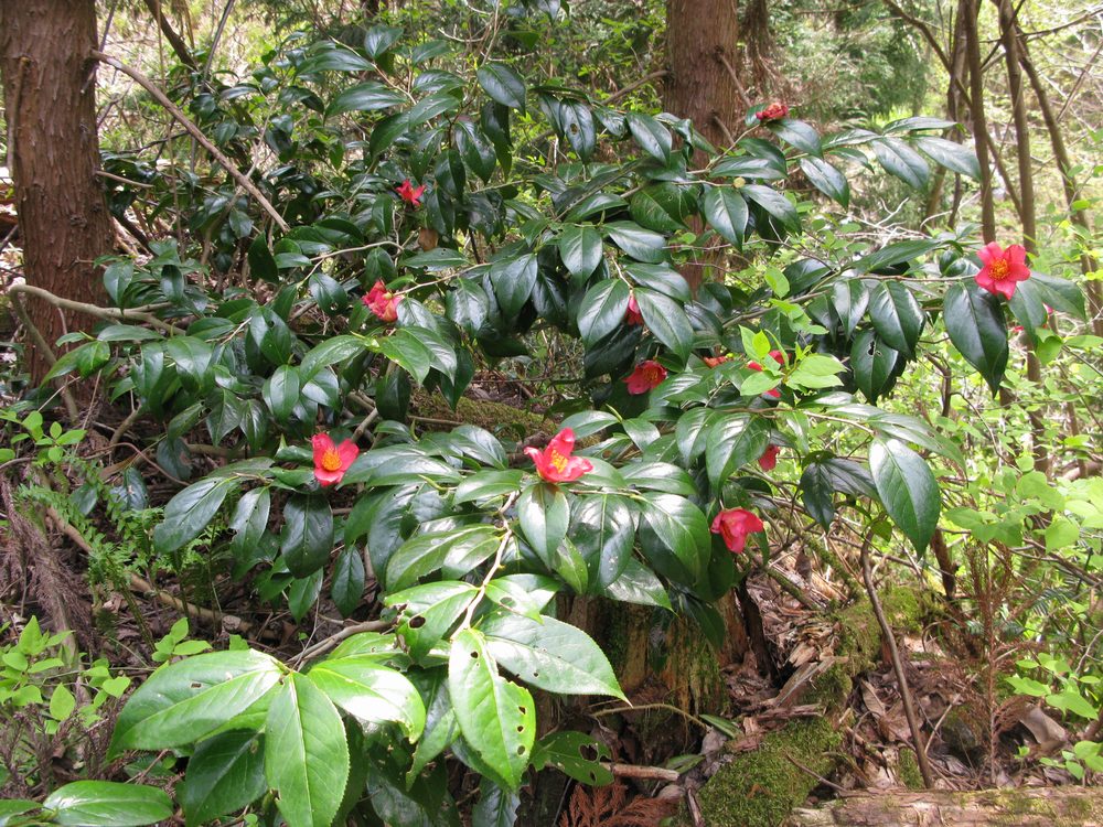 Camellia